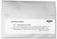 Massariosphaeria scirpina image